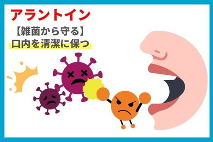 アラントインの働きのイラスト