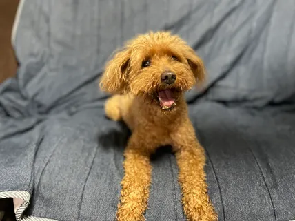 笑顔のトイプードルのココ