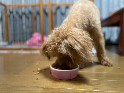 ドッグフードを食べるトイプードルのココ