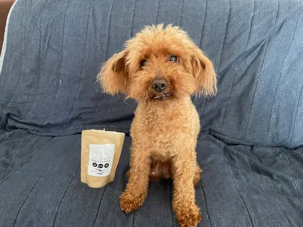 サミーフィッシュとトイプードルのココ