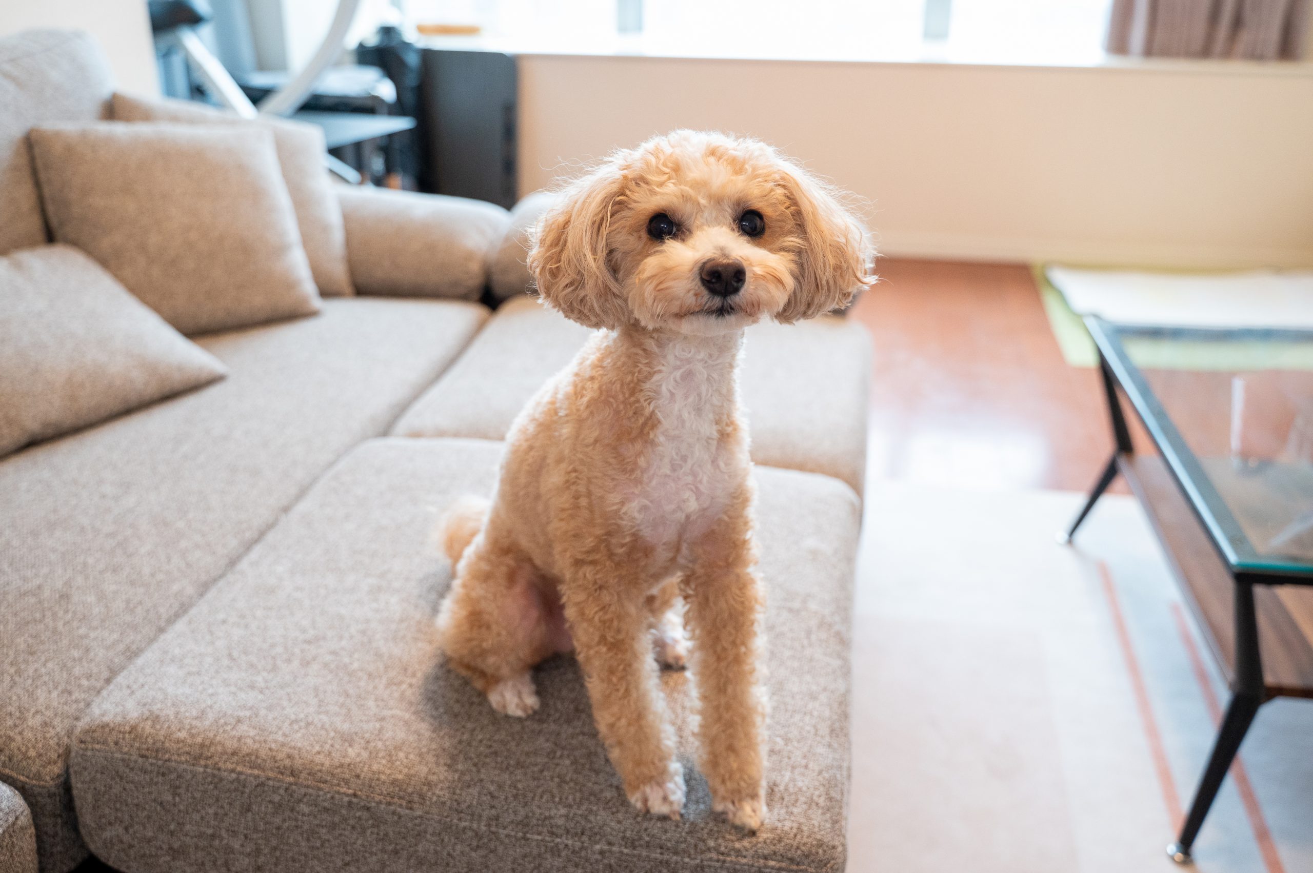 プーちゃんプロフィール